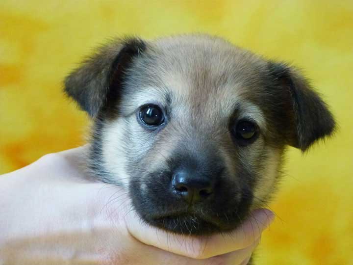 chinook puppy